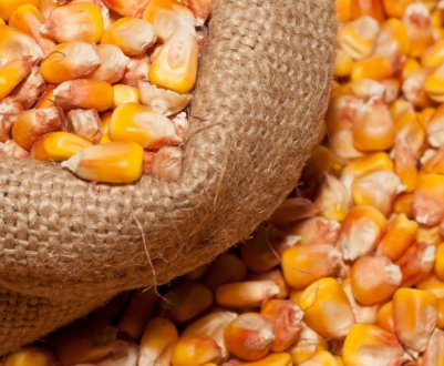 Технологія вирощування кукурудзи на зерно