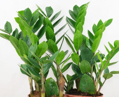 Що робити, якщо заміокулькас не росте або росте погано