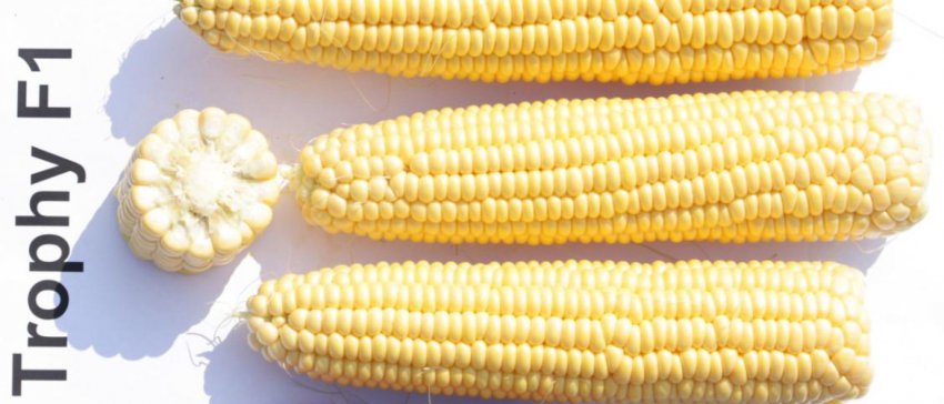 Кукурудза сорту трофі F1