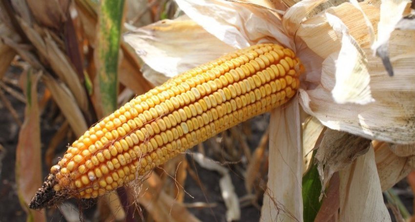 Кукурудза сорту ладозький 250 МВ