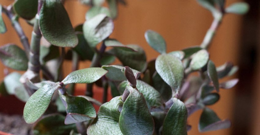 Тонкі листки