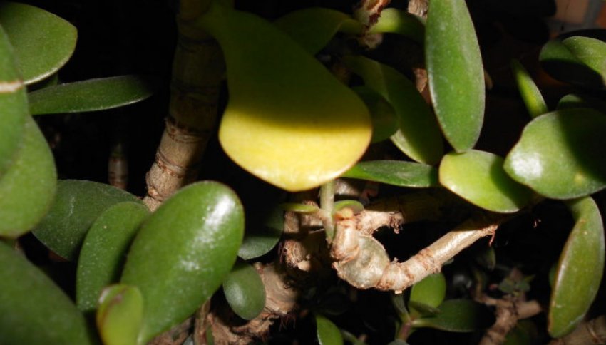 Жовтіють листя