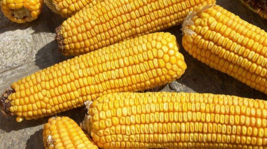 Колективний 181 СВ