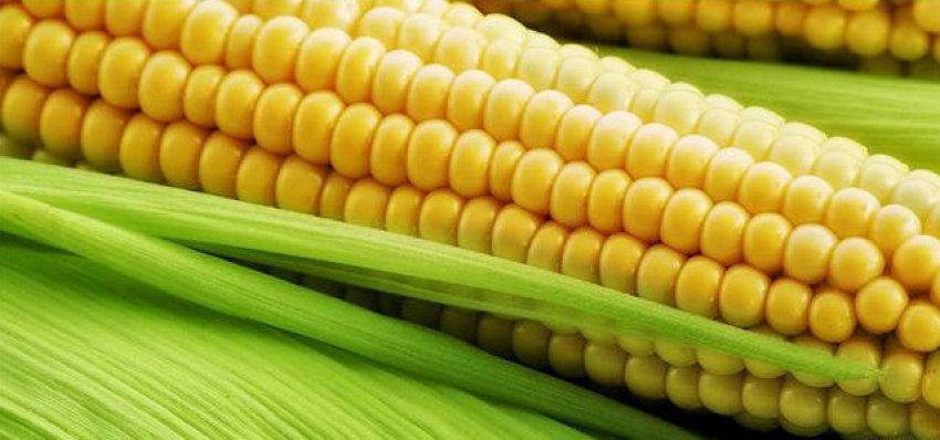 Катерина СВ