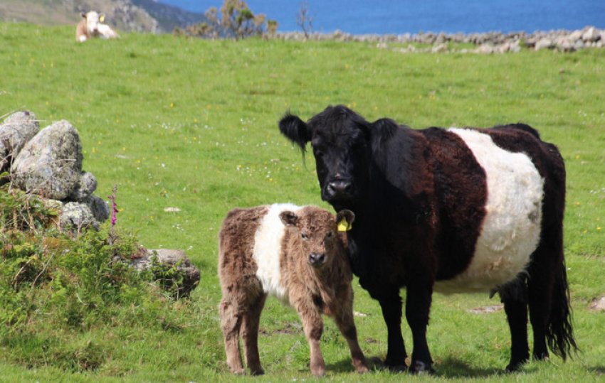 Галловейська порода корів Галловейська порода корів