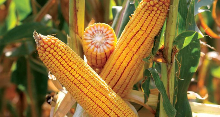 Башкировец