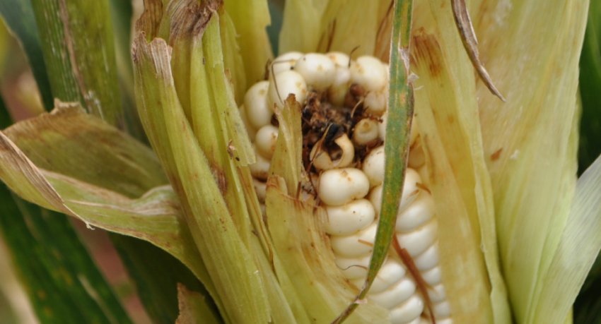 Ложнопроволочник