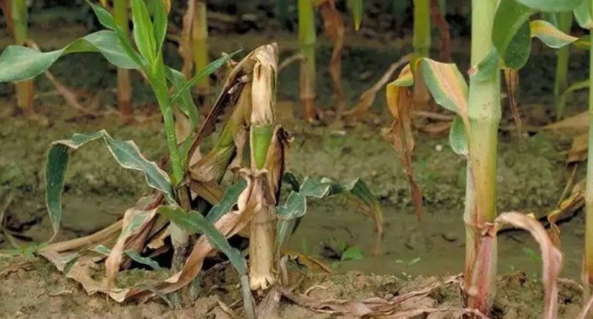 Коренева гниль