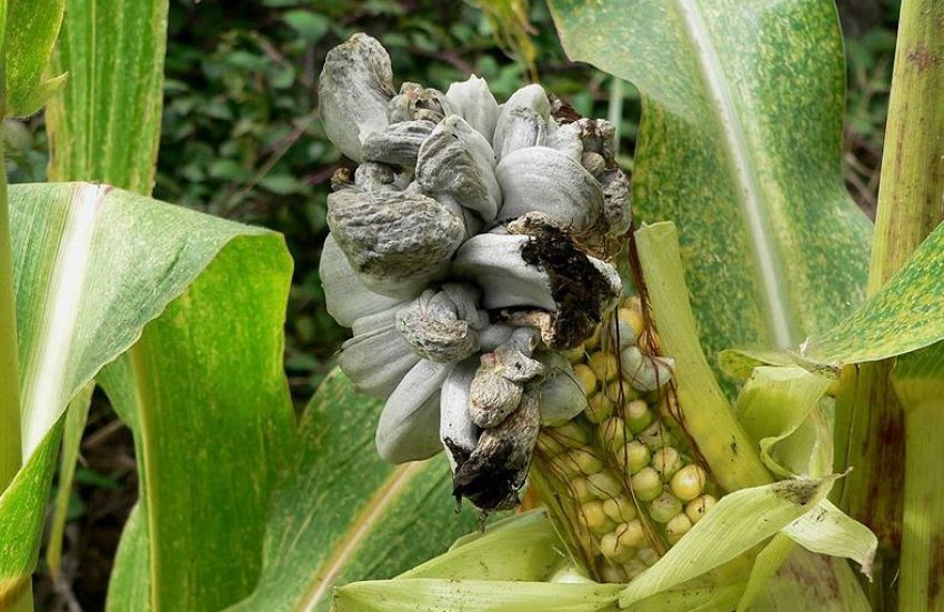 Пухирчаста сажка