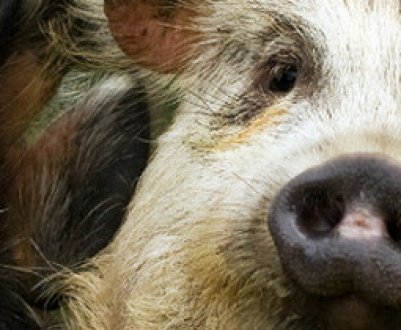 Утримання свиней у домашніх умовах