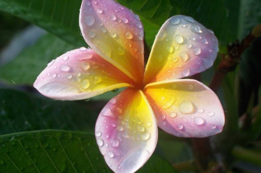 Плюмерія Плюмерія