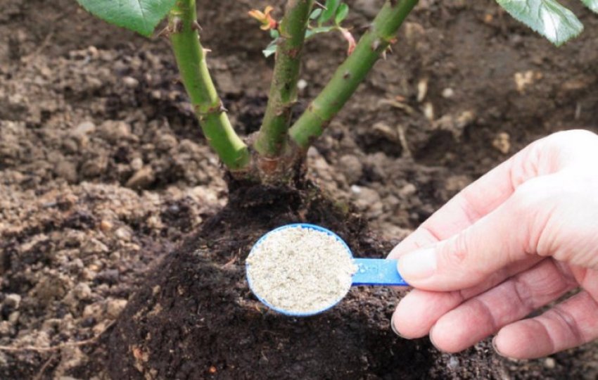 Добриво для троянд