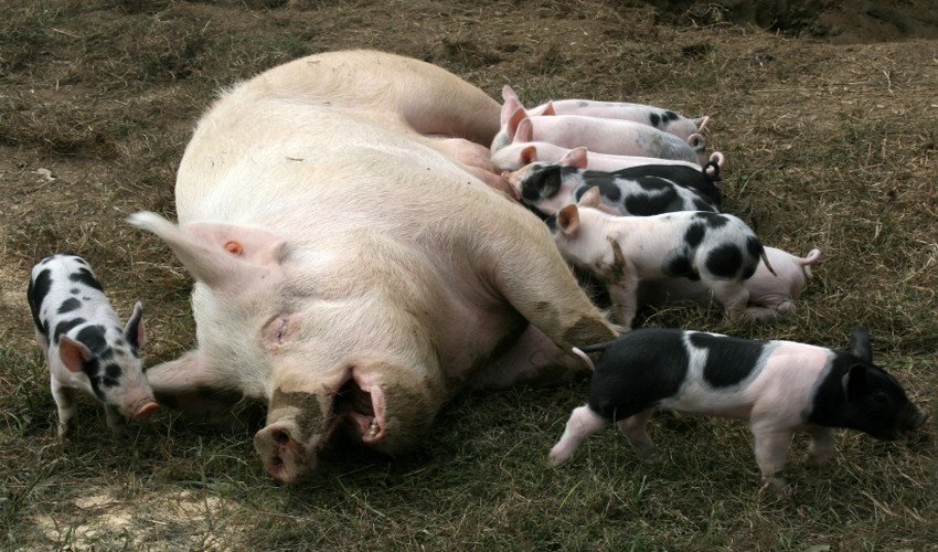 Утримання свиней Утримання свиней