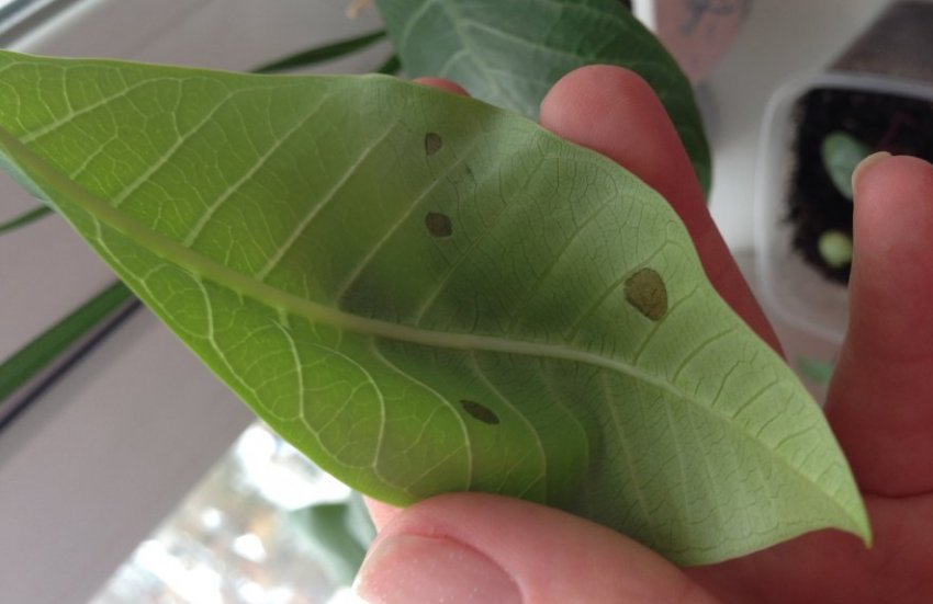 Перший симптом фунгуса Перший симптом фунгуса