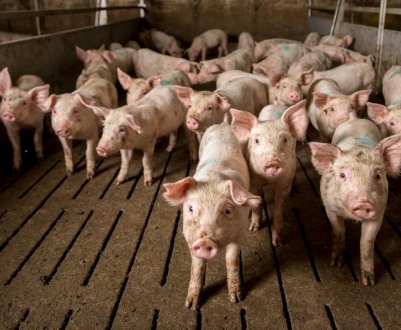 Розведення свиней у домашніх умовах