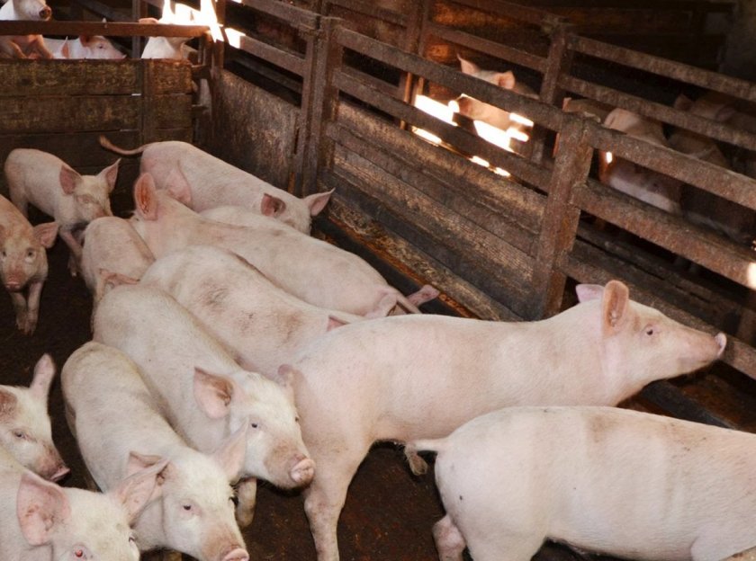Как выращивать свиней в домашних условиях для себя?