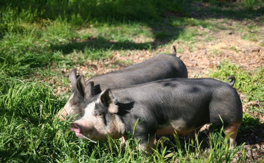 Беркширська Беркширська