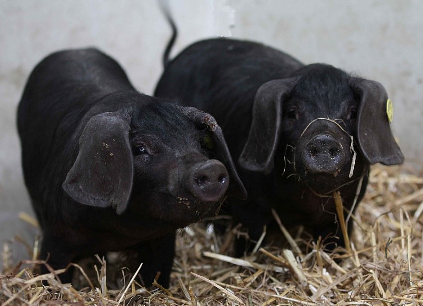 Велика чорна Велика чорна