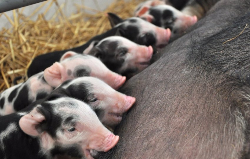 Миргородська Миргородська