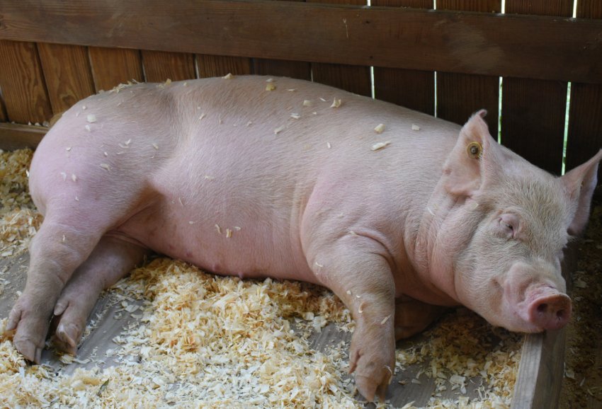 Литовська Литовська