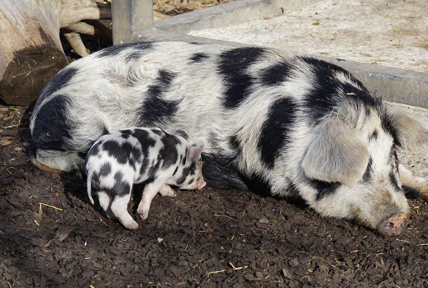 Північнокавказька Північнокавказька