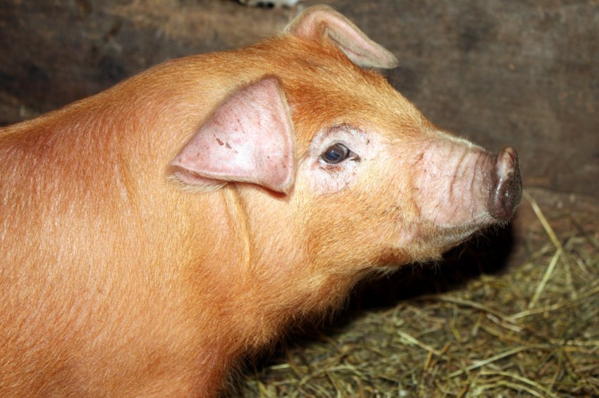 Дюрок Дюрок