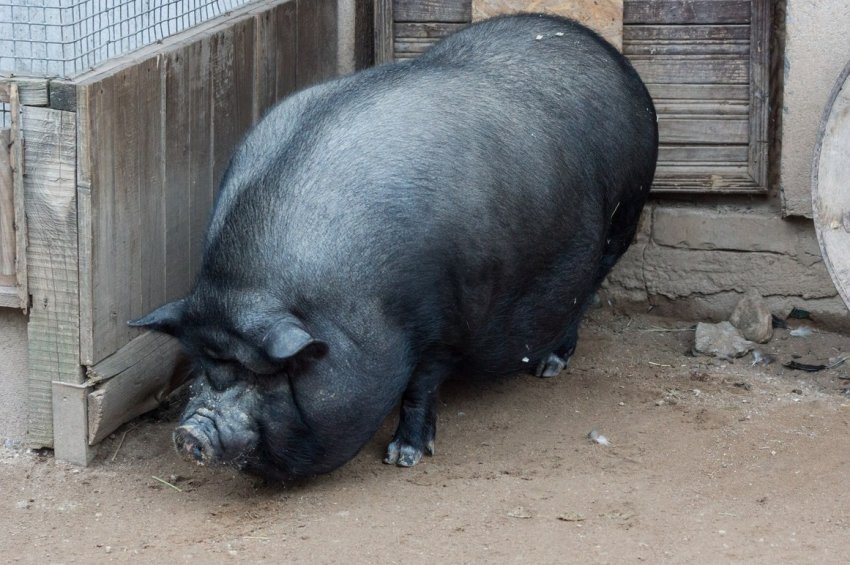 В`єтнамська В`єтнамська