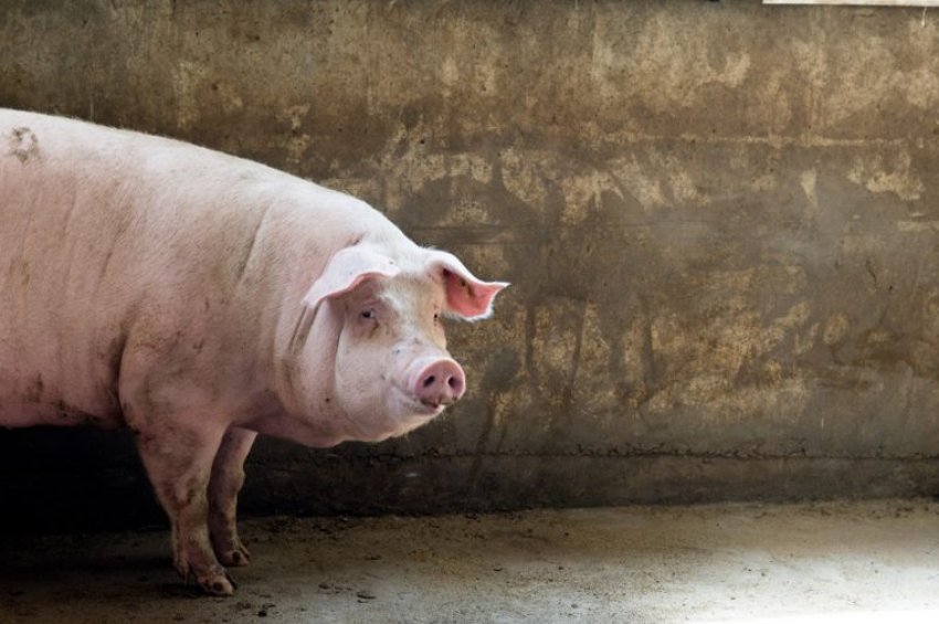 Естонська Естонська