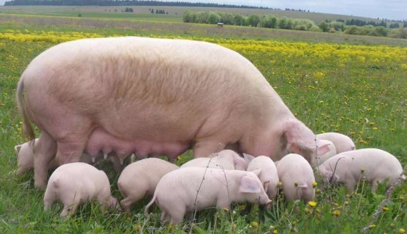 Как правильно выращивать свиней в домашних условиях?