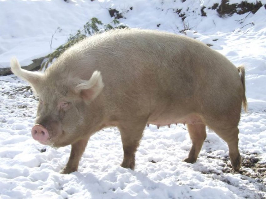 Сибірська північна Сибірська північна