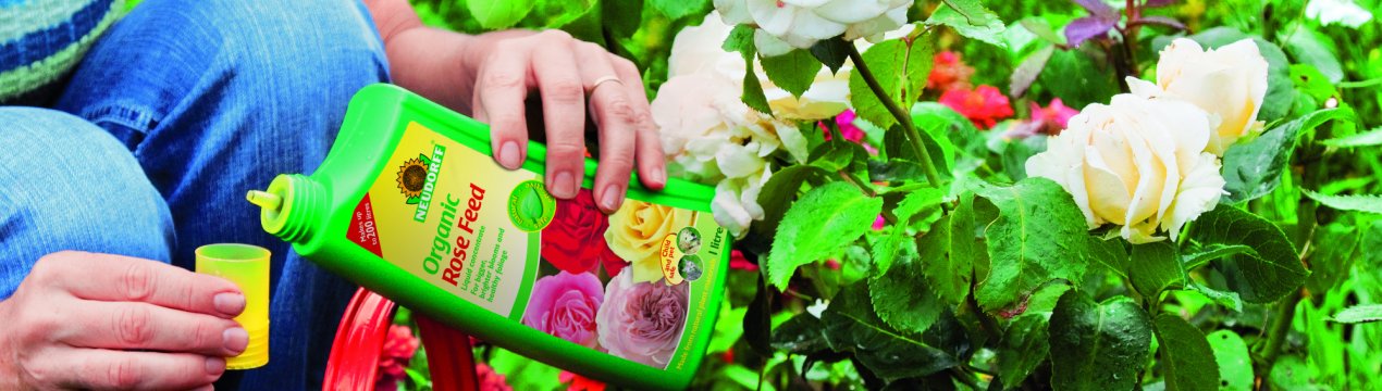 Чим і як правильно підживлювати троянди?