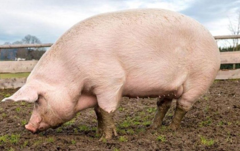 Как правильно выращивать свиней в домашних условиях?