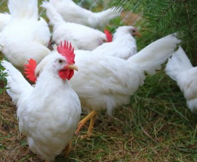 Кури породи Леггорн: опис та характеристика, утримання, годування та догляд