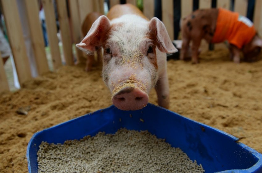 Свиня Свиня