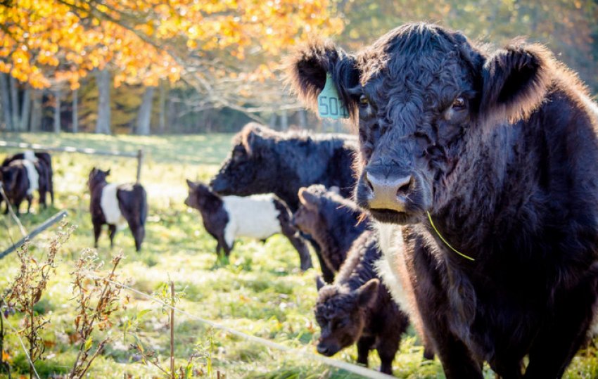 Галловейська порода корів Галловейська порода корів