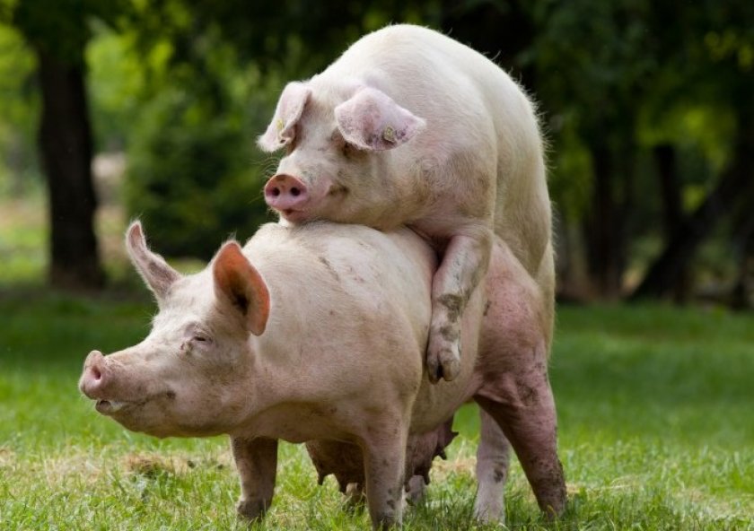 Как выращивать свиней в домашних условиях для себя?
