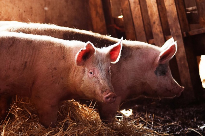 Свині Свині