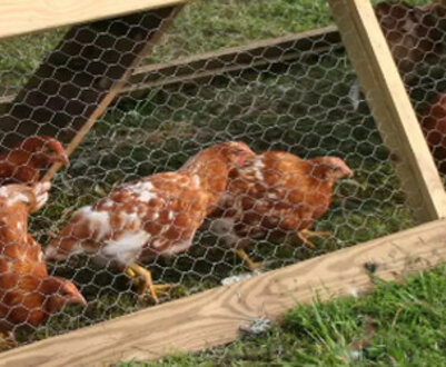 Як правильно зробити курник