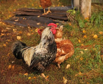 Як півень запліднює курей: особливості процесу спарювання