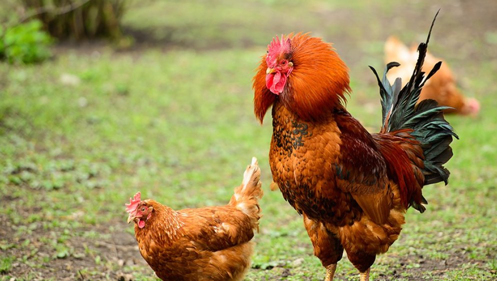 Курица и петух. Что такое кур петух. Гребень петуха. Петух родонит. Курица и петух.