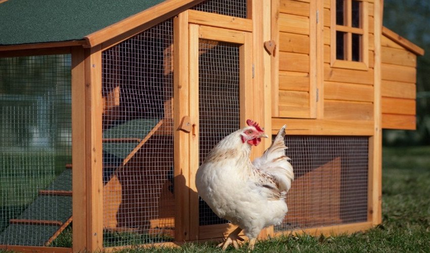 Як побудувати курник