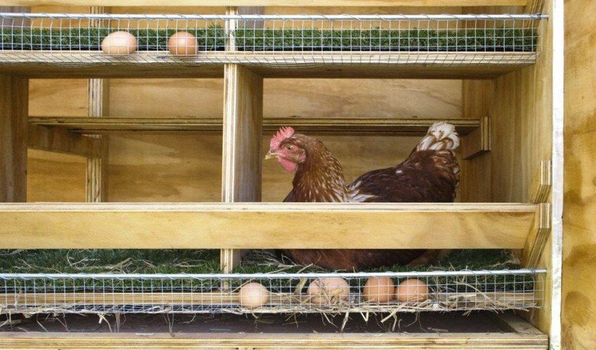 Як побудувати курник