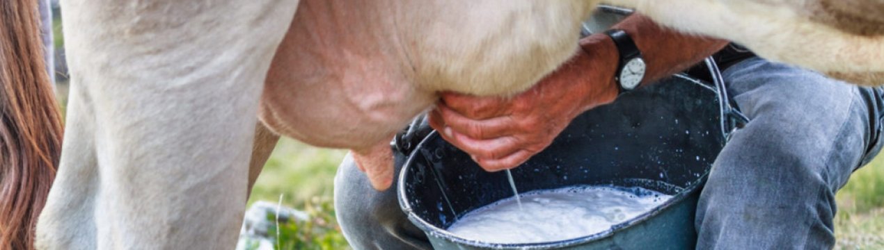 Технологія доїння корів