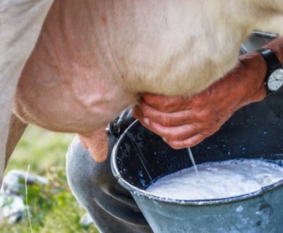 Технологія доїння корів