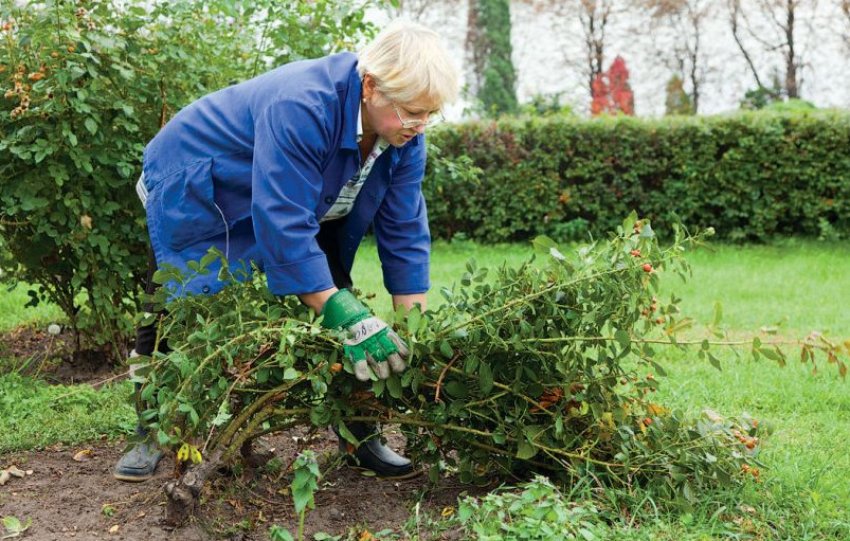 Укриття плетистих троянд на зиму Укриття плетистих троянд на зиму