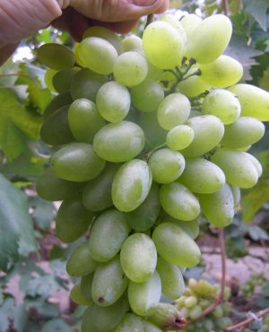 Оригінал білий Оригінал білий