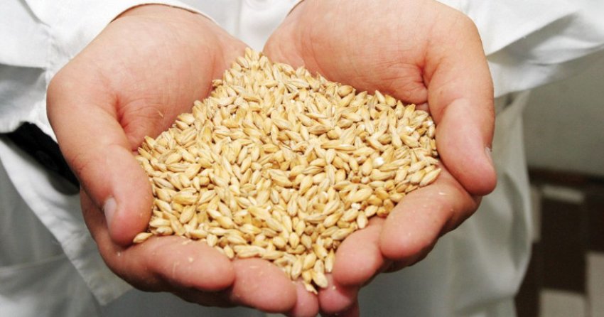 Зерно Зерно