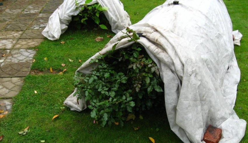 Укриття плетистих троянд на зиму Укриття плетистих троянд на зиму