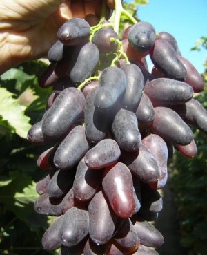 Оригінал чорний Оригінал чорний