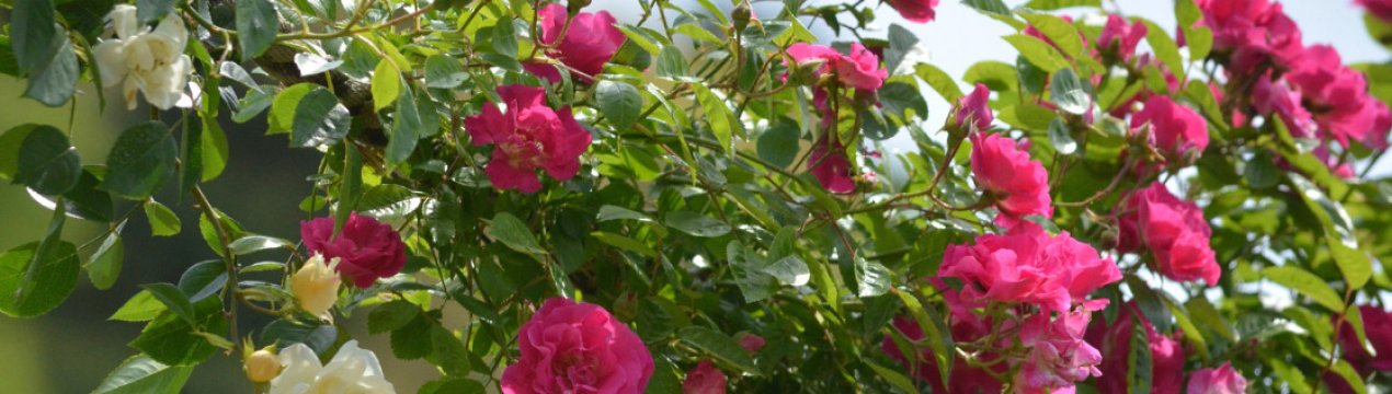 Як обрізати троянди на зиму